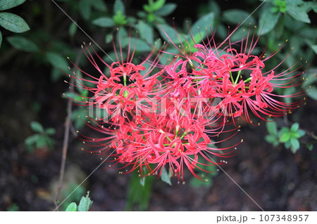 赤い彼岸花(曼珠沙華) 赤い彼岸花(曼珠沙華) 107348957