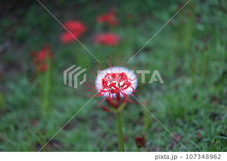 赤い彼岸花(曼珠沙華) 赤い彼岸花(曼珠沙華) 107348962
