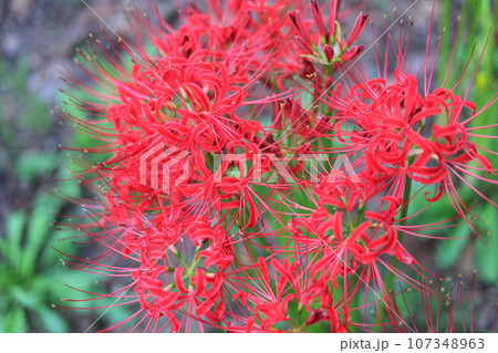 赤い彼岸花(曼珠沙華) 赤い彼岸花(曼珠沙華) 107348963
