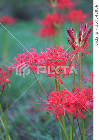 赤い彼岸花（曼珠沙華） 107348966