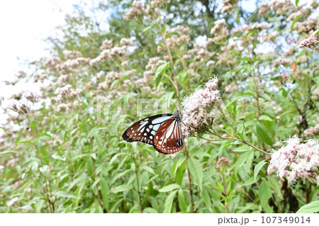 アサギマダラ 107349014