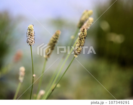 9月に咲いたナガボノシロワレモコウ 107349291