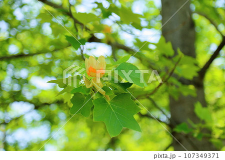 新緑の公園　ユリノキの花 107349371