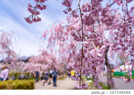 福島県喜多方市　春の日中線しだれ桜並木でお花見を楽しむ人 107349498