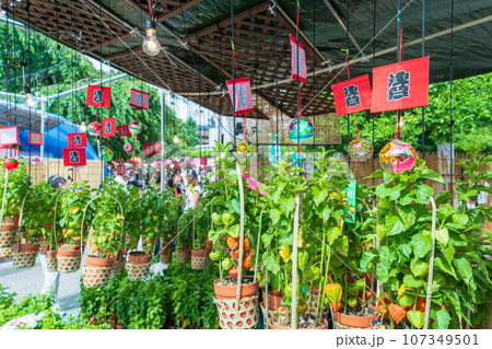 「東京都」浅草寺四万六千日「ほおずき市」の風景 「東京都」浅草寺四万六千日「ほおずき市」の風景 107349501