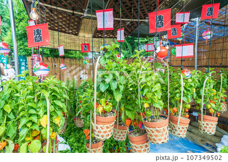 「東京都」浅草寺四万六千日「ほおずき市」の風景 「東京都」浅草寺四万六千日「ほおずき市」の風景 107349502