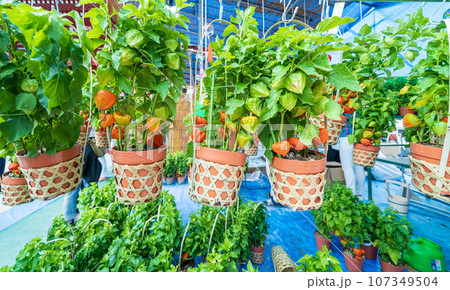 「東京都」浅草寺四万六千日「ほおずき市」の風景 「東京都」浅草寺四万六千日「ほおずき市」の風景 107349504