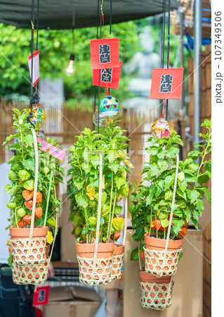 「東京都」浅草寺四万六千日「ほおずき市」の風景 「東京都」浅草寺四万六千日「ほおずき市」の風景 107349506