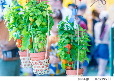 「東京都」浅草寺四万六千日「ほおずき市」の風景 107349511