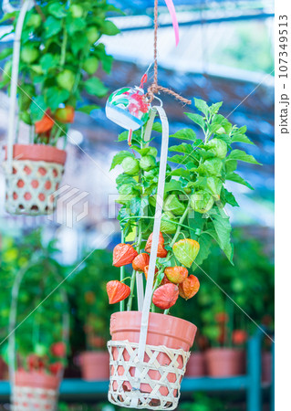 「東京都」浅草寺四万六千日「ほおずき市」の風景 107349513