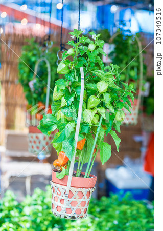 「東京都」浅草寺四万六千日「ほおずき市」の風景 「東京都」浅草寺四万六千日「ほおずき市」の風景 107349516