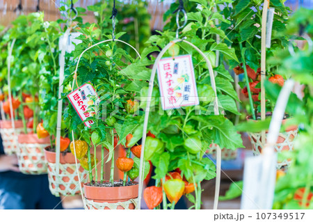 「東京都」浅草寺四万六千日「ほおずき市」の風景 107349517