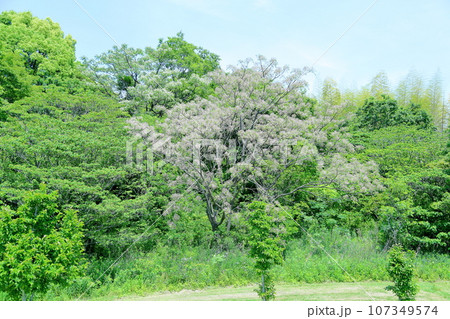 新緑の公園 センダンの木の花 新緑の公園 センダンの木の花 107349574