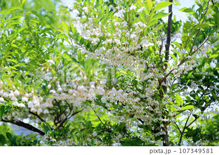 初夏の公園 エゴノキの花 初夏の公園 エゴノキの花 107349581