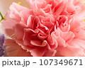 ピンク  花束 お祝い 母の日 誕生日  カーネーション ピンク  花束 お祝い 母の日 誕生日  カーネーション 107349671