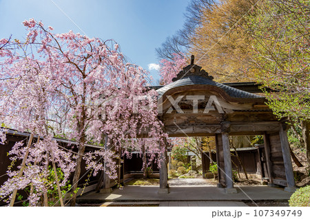 山形県山形市　山寺と通称される立石寺の抜芳門と春のしだれ桜 107349749