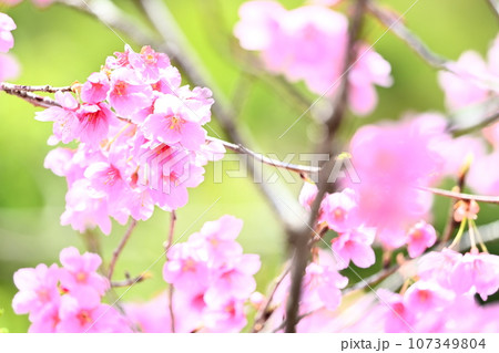 春、満開のサクラ 107349804