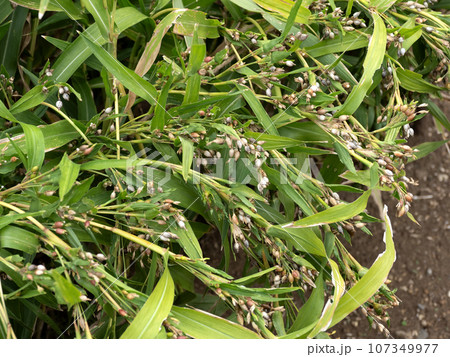 ハトムギ 107349977