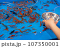 金魚すくい(祭り) 107350001