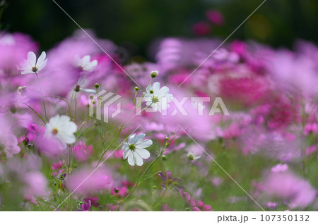 八雲町噴火湾パノラマパークのコスモス畑 107350132