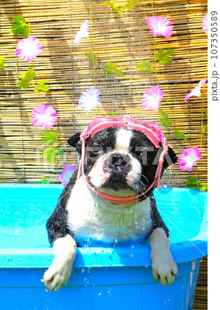 プールの中でゴーグルを付けてシャワーを気持ち良く浴びるボストンテリアのマイティ君♡ 107350589