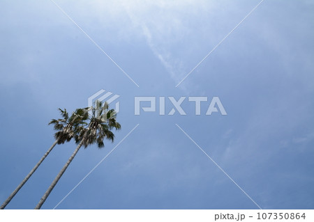 ヤシの木と青空 107350864
