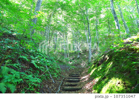世界自然遺産白神山地の「世界遺産の径ブナ林散策道」コース内のブナ林 世界自然遺産白神山地の「世界遺産の径ブナ林散策道」コース内のブナ林 107351047