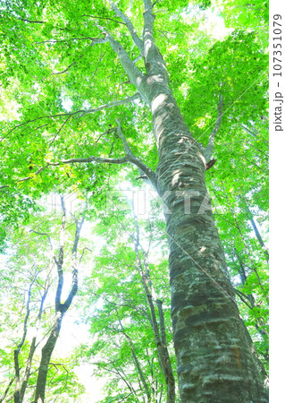 世界自然遺産白神山地の「世界遺産の径ブナ林散策道」コース内のブナ林 世界自然遺産白神山地の「世界遺産の径ブナ林散策道」コース内のブナ林 107351079