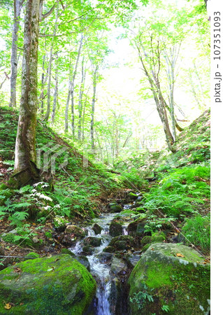 世界自然遺産白神山地の「世界遺産の径ブナ林散策道」コース内の清流 世界自然遺産白神山地の「世界遺産の径ブナ林散策道」コース内の清流 107351093