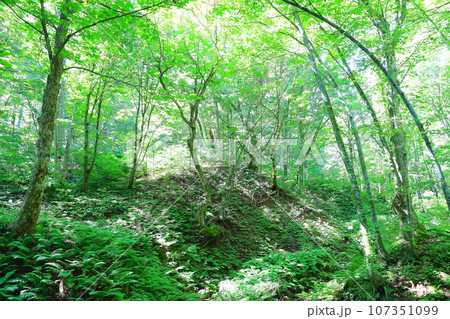 世界自然遺産白神山地の「世界遺産の径ブナ林散策道」コース内のブナ林 世界自然遺産白神山地の「世界遺産の径ブナ林散策道」コース内のブナ林 107351099