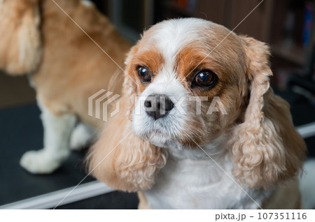 Portrait of a Cavalier King Charles Spaniel in a grooming salon. Portrait of a Cavalier King Charles Spaniel in a grooming salon. 107351116
