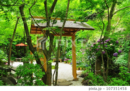 鎌倉市 一条恵観山荘庭園散策路の新緑と紫陽花 鎌倉市 一条恵観山荘庭園散策路の新緑と紫陽花 107351458