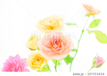 明るいベージュや黄色やピンクのバラの花々 107351610