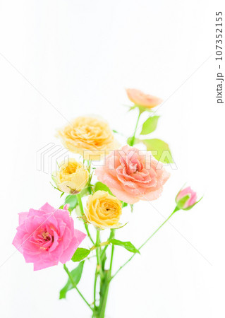 明るいベージュやピンクやイエローのバラの花 107352155