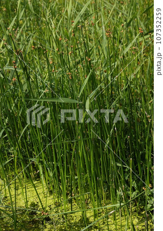 自然 植物 サンカクイ、水辺の植物。稈(茎)の断面が三角形、泥の中の匍匐茎で広がり水辺に群生します 自然 植物 サンカクイ、水辺の植物。稈(茎)の断面が三角形、泥の中の匍匐茎で広がり水辺に群生します 107352259