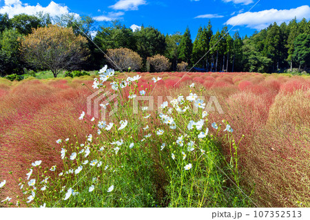秋桜とホウキグサ 107352513