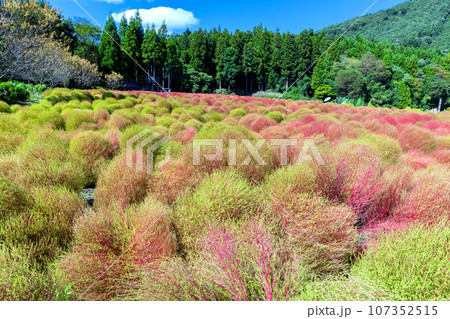 コキアのグラデーション 107352515