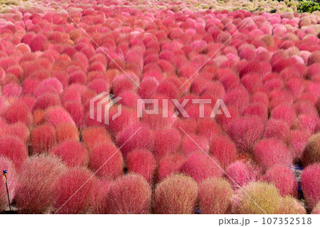 紅葉のホウキグサ 紅葉のホウキグサ 107352518
