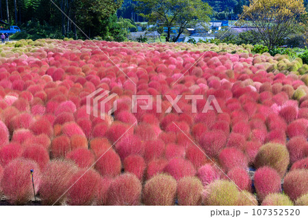 紅葉のコキア 107352520