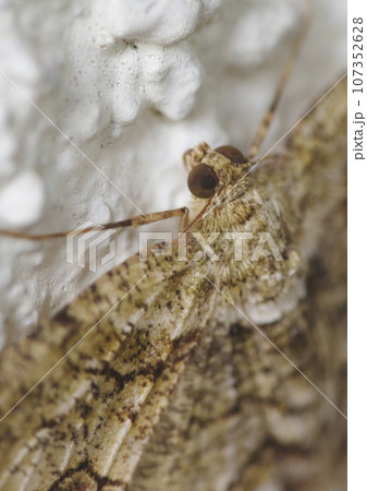 シャクガ 顔アップ シャクガ 顔アップ 107352628