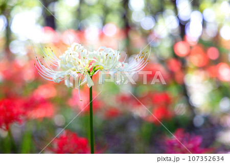 白花曼珠沙華1 白花曼珠沙華1 107352634