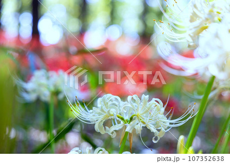 白花と赤花の曼珠沙華 白花と赤花の曼珠沙華 107352638
