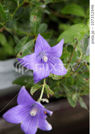 キキョウ キキョウ 107352946