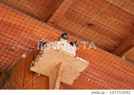 ツバメの雛 ツバメの雛 107353092