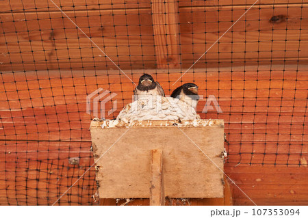 ツバメの雛 ツバメの雛 107353094