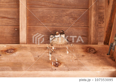 ツバメの雛 ツバメの雛 107353095