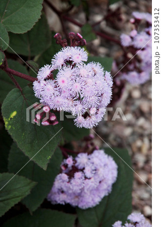 ユーパトリウム ユーパトリウム 107353412