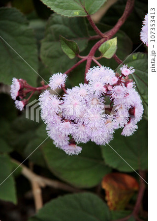 ユーパトリウム ユーパトリウム 107353413