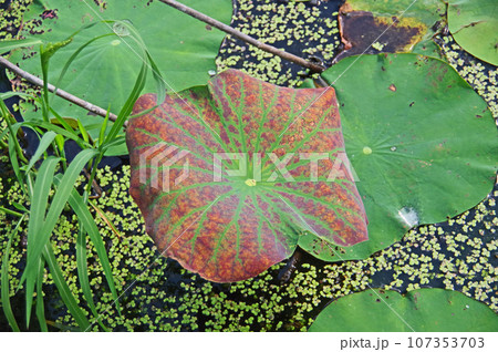 秋に色づいた蓮池の蓮の葉 秋に色づいた蓮池の蓮の葉 107353703