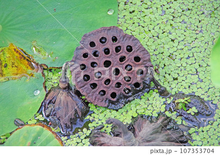 蓮の花の後に大きくなった果托と黒い種 107353704